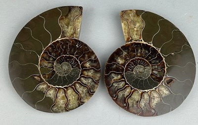 Lot 289 - A CUT AND POLISHED AMMONITE FOSSIL PAIR,

A...