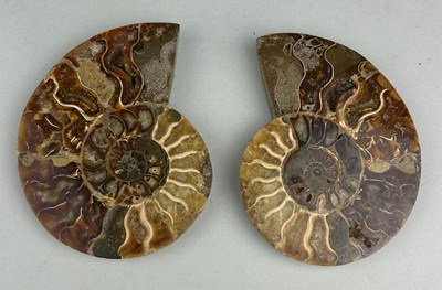 Lot 290 - CUT AND POLISHED AMMONITE FOSSIL PAIR 

A...