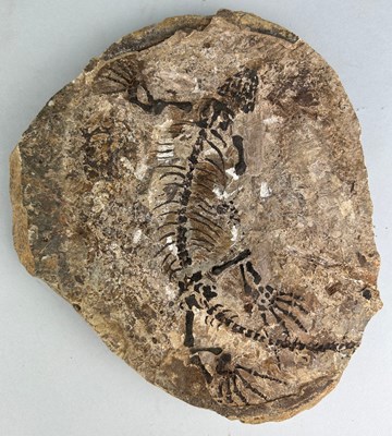 Lot 294 - A COMPLETE FOSSILISED REPTILE BARASAURUS...