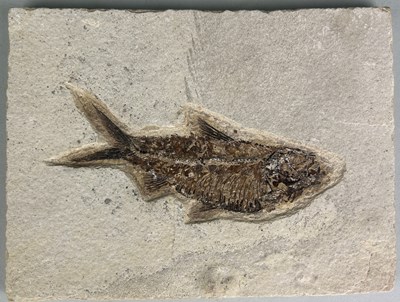 Lot 296 - A FISH FOSSIL FROM WYOMING,

A very well...