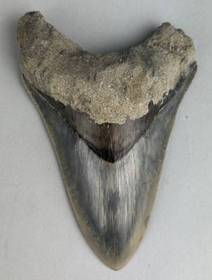 Lot 299 - A LARGE FOSSILISED BLACK MEGALODON SHARK TOOTH,...