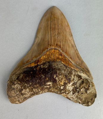 Lot 300 - A LARGE FOSSILISED MEGALODON SHARK...