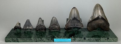 Lot 301 - A DECORATIVE DISPLAY OF BLACK MEGALODON...