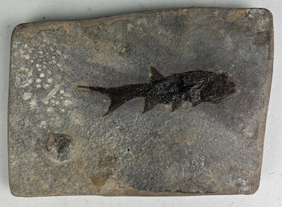 Lot 303 - A GERMAN FOSSIL PARAMBLYPTERUS FISH IN MATRIX,...