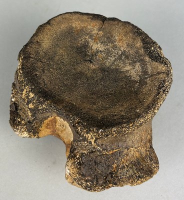 Lot 304 - A PLIOSAUR / PLESIOSAUR VERTEBRA (STRETOSAURUS...