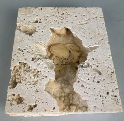 Lot 306 - A CRAB FOSSIL PRESERVED IN TRAVERTINE,

13cm x...