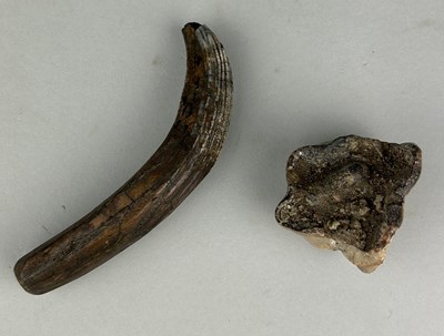 Lot 309 - A FOSSIL HIPPOPOTAMUS TUSK AND TOOTH,

Tusk...