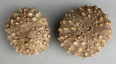 Lot 310 - A PAIR OF FOSSIL SEA URCHINS

From the Island...