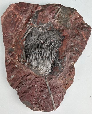 Lot 312 - A LARGE AND HIGHLY DECORATIVE CRINOID...