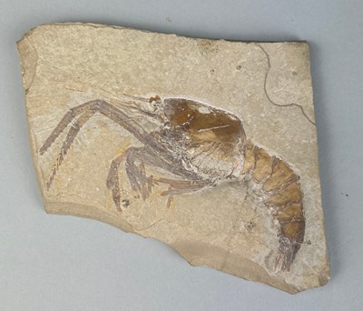 Lot 313D - A VICTORIAN COLLECTED SHRIMP,

Aeger,...