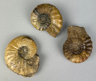 Lot 313F - A COLLECTION OF CALCITE 'SCUNNIE' AMMONITES...