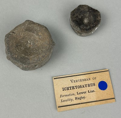 Lot 313H - TWO ICHTHYOSAUR VERTEBRAE'S, 

Lower Lias, Rugby.