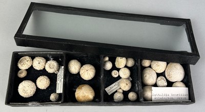 Lot 313L - A COLLECTION OF VARIOUS ECHINOIDS FROM AN OLD...