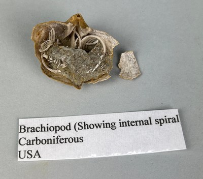 Lot 313N - THE INTERNAL STRUCTURE OF A BRACHIOPOD, 

From...