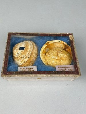 Lot 313P - OLD COLLECTION: FOSSIL BIVALVES IN A GLASS...