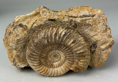 Lot 313Q - PARKINSONI SP CALCITE AMMONITE, 

Jurassic,...