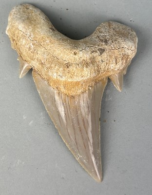 Lot 313R - A LARGE MOROCCAN SHARK TOOTH,

7cm x 5cm