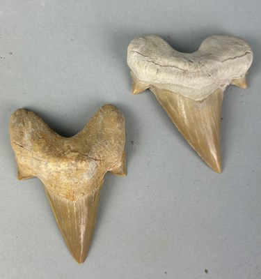 Lot 313S - TWO MOROCCAN SHARK TEETH (2), 

Largest 6cm L