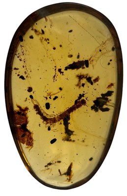 Lot 334 - A MILLIPEDE FOSSIL IN AMBER,

A complete...