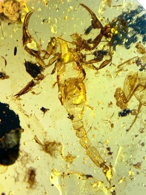 Lot 339 - A SCORPION FOSSIL IN AMBER,

A very rare,...