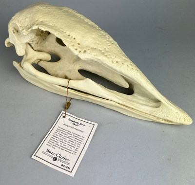 Lot 342 - ELEPHANT BIRD REPLICA SKULL AND EGGSHELL...