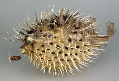 Lot 343 - A TAXIDERMY PUFFER FISH WITH GLASS EYES,

22cm L