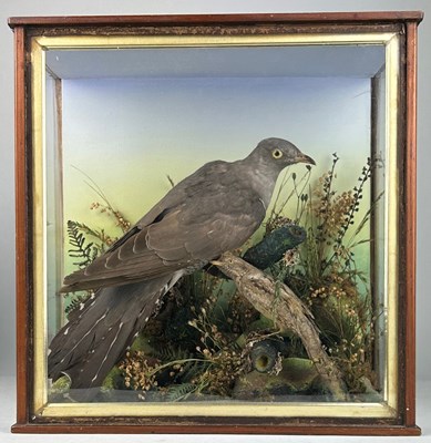 Lot 344 - A TAXIDERMY CASED CUCKOO AND WRYNECK CIRCA...