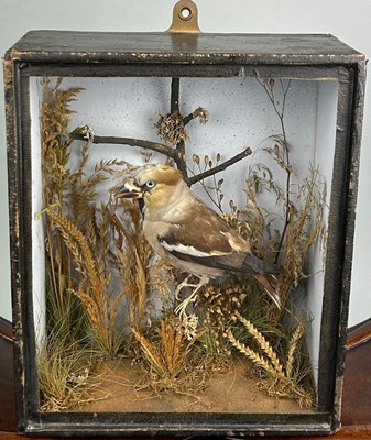 Lot 345 - A TAXIDERMY CASED HAWFINCH CIRCA 1900 BY...