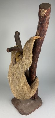 Lot 346 - AN ANTIQUE TAXIDERMY TWO-TOED SLOTH ON A...