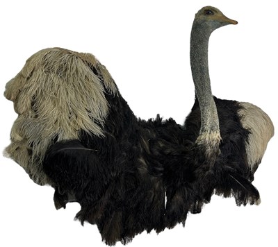 Lot 348 - A TAXIDERMY OSTRICH HEAD AND SHOULDER MOUNT,...