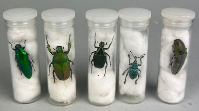 Lot 351 - A COLLECTION OF TAXIDERMY BEETLES ON GLASS...