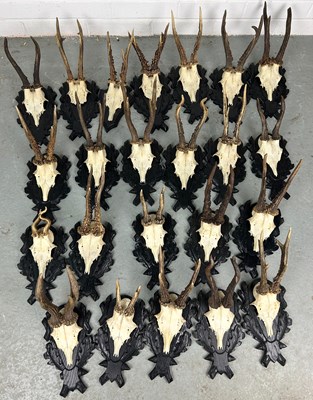 Lot 353 - A COLLECTION OF 23 ROE ANTLERS ON BLACK FOREST...