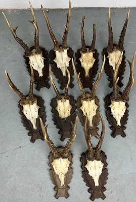 Lot 354 - A COLLECTION OF TEN ROE ANTLERS ON BROWN,...