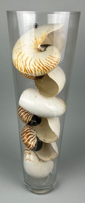 Lot 355 - A TALL GLASS VASE FILLED WITH LARGE NAUTILUS...