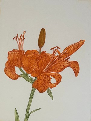 Lot 420 - NORMAN STEVENS (1937-1988) 'FIRST LILY',...