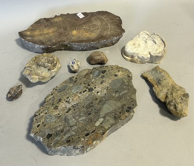 Lot 592A - A COLLECTION OF FOSSILS