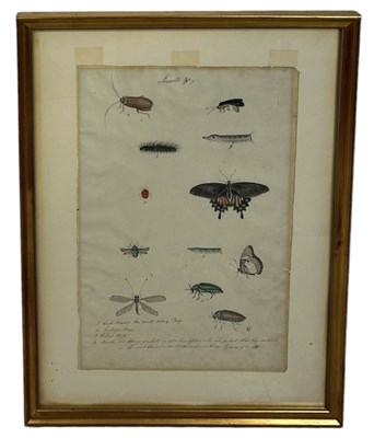 Lot 479 - NATURAL HISTORY INTEREST: BROWN INK WITH WATERCOLOUR PAINTINGS OF INSECTS AND BEETLES