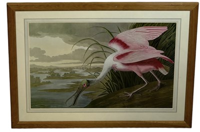 Lot 543 - NATURAL HISTORY INTEREST: A LARGE PRINT DEPICTING A BIRD