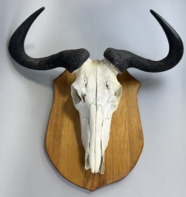 Lot 329 - A LARGE BLUE WILDEBEAST SKULL (CONNOCHAETUS TAURINUS)