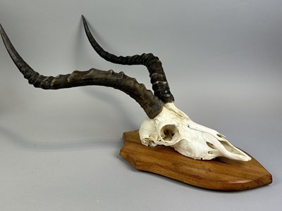 Lot 328 - A COMMON IMPALA SKULL (AEPYCEROS) ON SHIELD