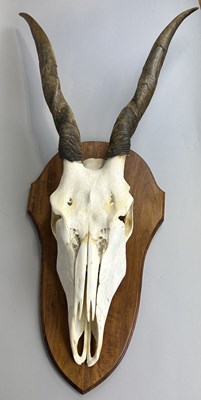 Lot 330 - AN ELAND (TAUROTRAGUS ORYX) SKULL AND HORNS ON SHIELD