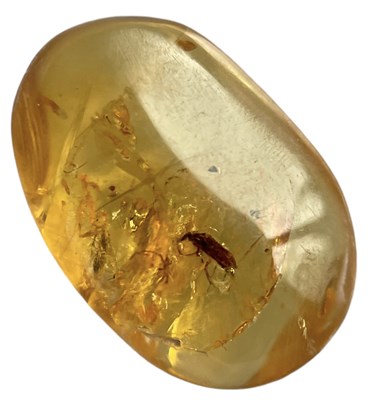 Lot 589 - AN UNKNOWN INSECT FOSSIL IN DINOSAUR AGED AMBER