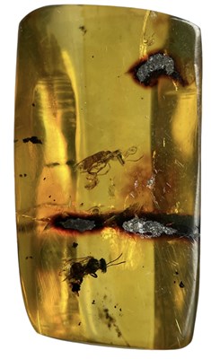 Lot 584 - A PAIR OF BEE FOSSILS IN CLEAR AMBER GEM