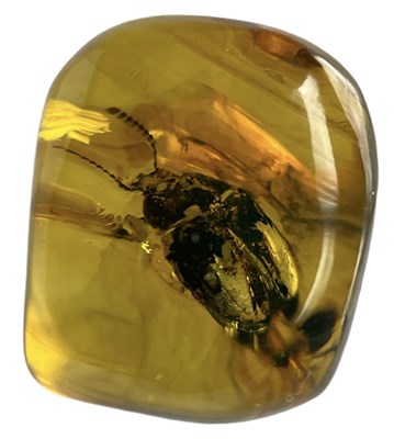 Lot 578 - A BEETLE FOSSIL IN DINOSAUR AGED AMBER