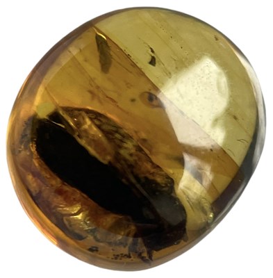 Lot 579 - A BEETLE FOSSIL IN DINOSAUR AGED AMBER