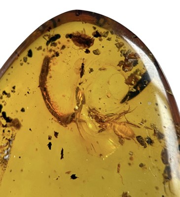 Lot 590 - SWARM OF INSECT FOSSILS IN AMBER