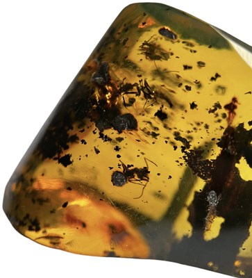 Lot 591 - WASP FOSSILS IN AMBER