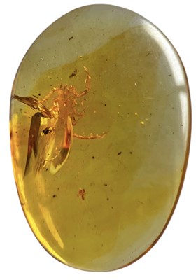 Lot 586 - A SCORPION FOSSIL IN DINOSAUR AGED AMBER