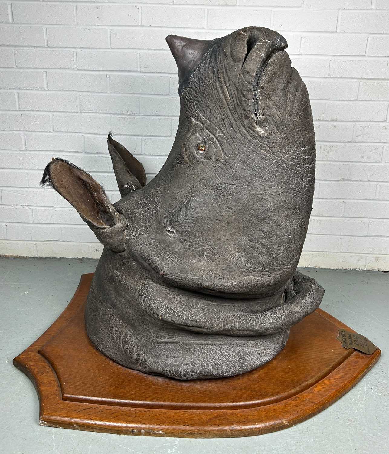Lot 247 - AN EARLY 20TH CENTURY TAXIDERMY RHINO HEAD...