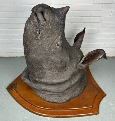 Lot 247 - AN EARLY 20TH CENTURY TAXIDERMY RHINO HEAD...